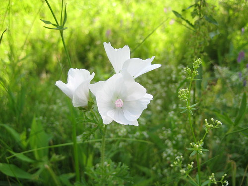 flower in oswego