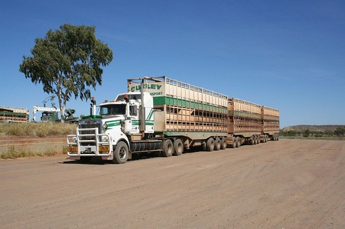 kenworth cattle truck