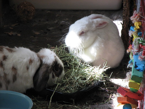 eating hay in the sun - 3