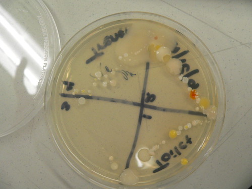 +morphology+of+bacteria