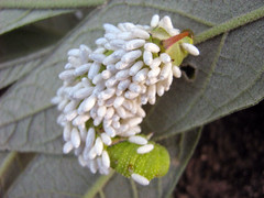 Silk cocoons of parasitoid wasps on a sphingiid caterpillar