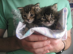 a handful of kitties