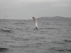 Whale waving