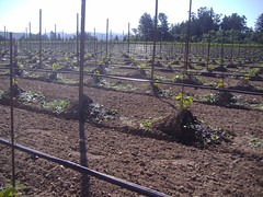 New Indee's 2 acre vines - June 7, 2004
