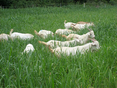 Goats grazing pearl millet in the 2007 test