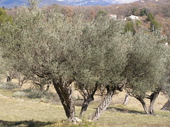 20070803 - Friday Olive Tree Blogging