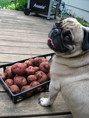 norman with potatoes