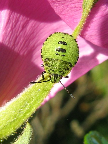 green bug