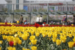 Xining - tulips at Zhongxin Square