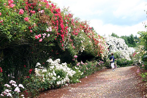 the amazing blooming hedge