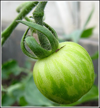 tigerella tomato copy