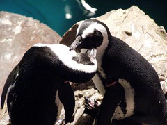 (c) Hilltown Families - Penguins at the New England Aquarium