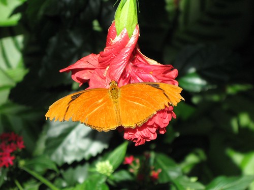 Olbrich Butterfly 1