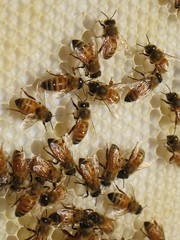 Beekeeping 2458