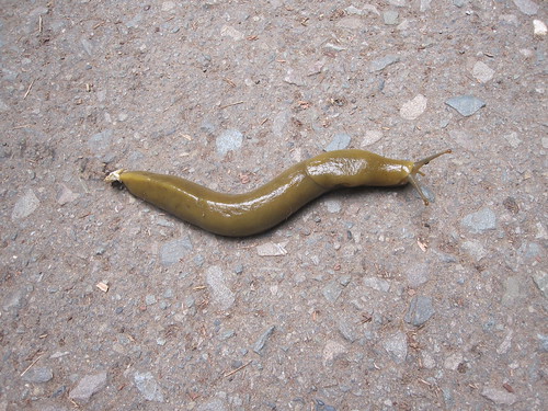 I did not eat this juicy banana slug at Muir Woods