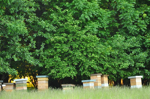more swedish beehives