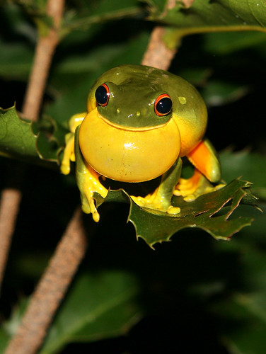 Orange Tree Frog. Orange Thighed Tree Frog beside my pond. There are hundreds of these guys at the right time of year.