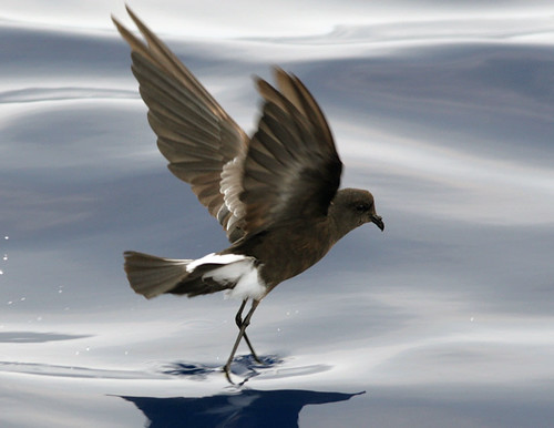 Wilson's Storm-petrel by cotinis.