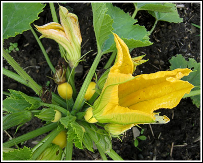 yellow courgettes copy