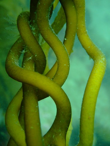 Kelp strands