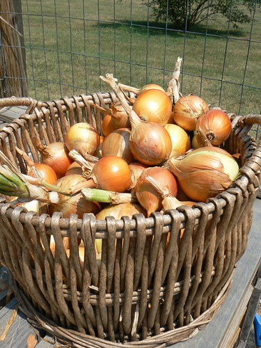 walla walla onions