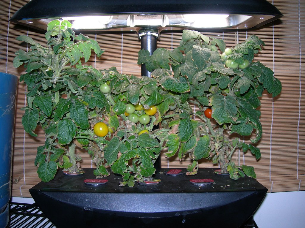 2007-07-21 Tomatoes (1)