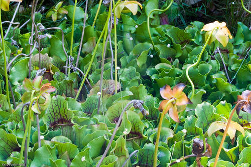 Pitcher Plants (Sarracenia purpurea)