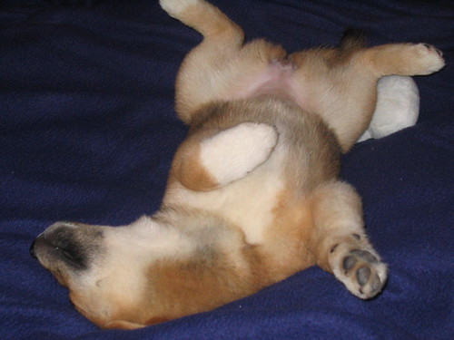 Pictures Of Cute Puppies Sleeping. Shiba Puppy Asleep