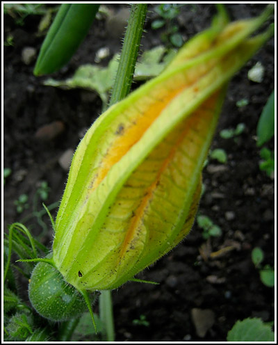 green courgette copy