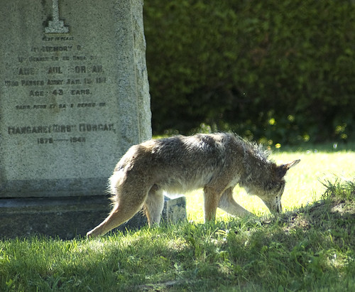 Coyotes In Nova Scotia. and 3000 coyotes believed