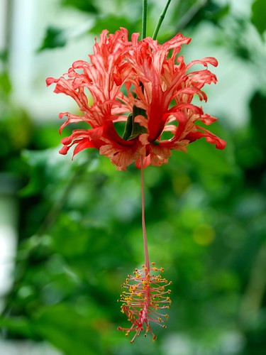 Japanese Lantern hibiscus
