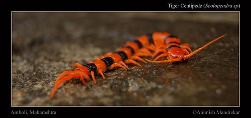 Tiger-Centipede