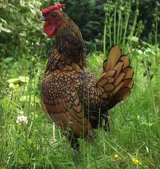 Golden sebright cockerel