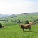 appenzell hills