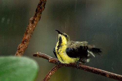 sunbird in rain