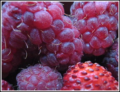 berries copy