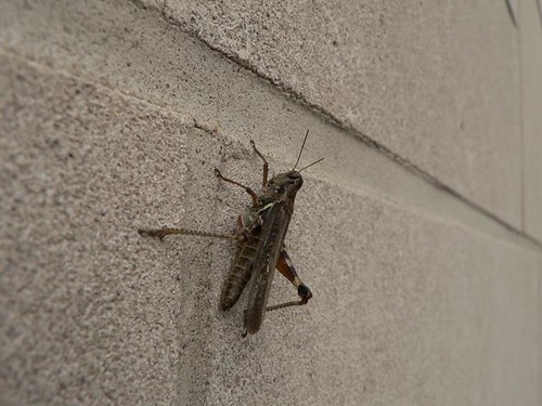 Oak Park Grasshopper