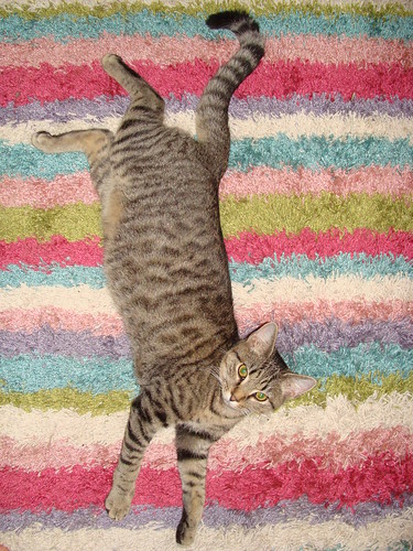 Slurpee on the rug