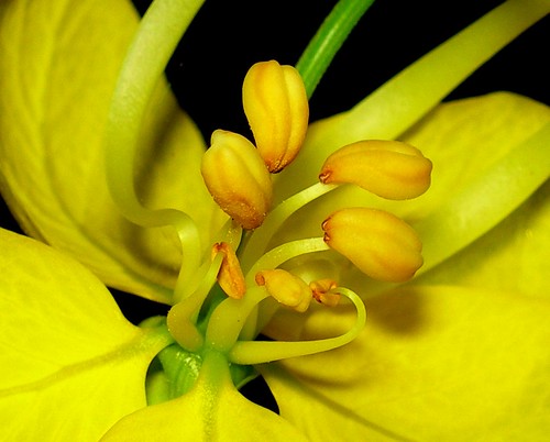 female part of a flower is called