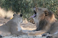Leoncio the lion yawns