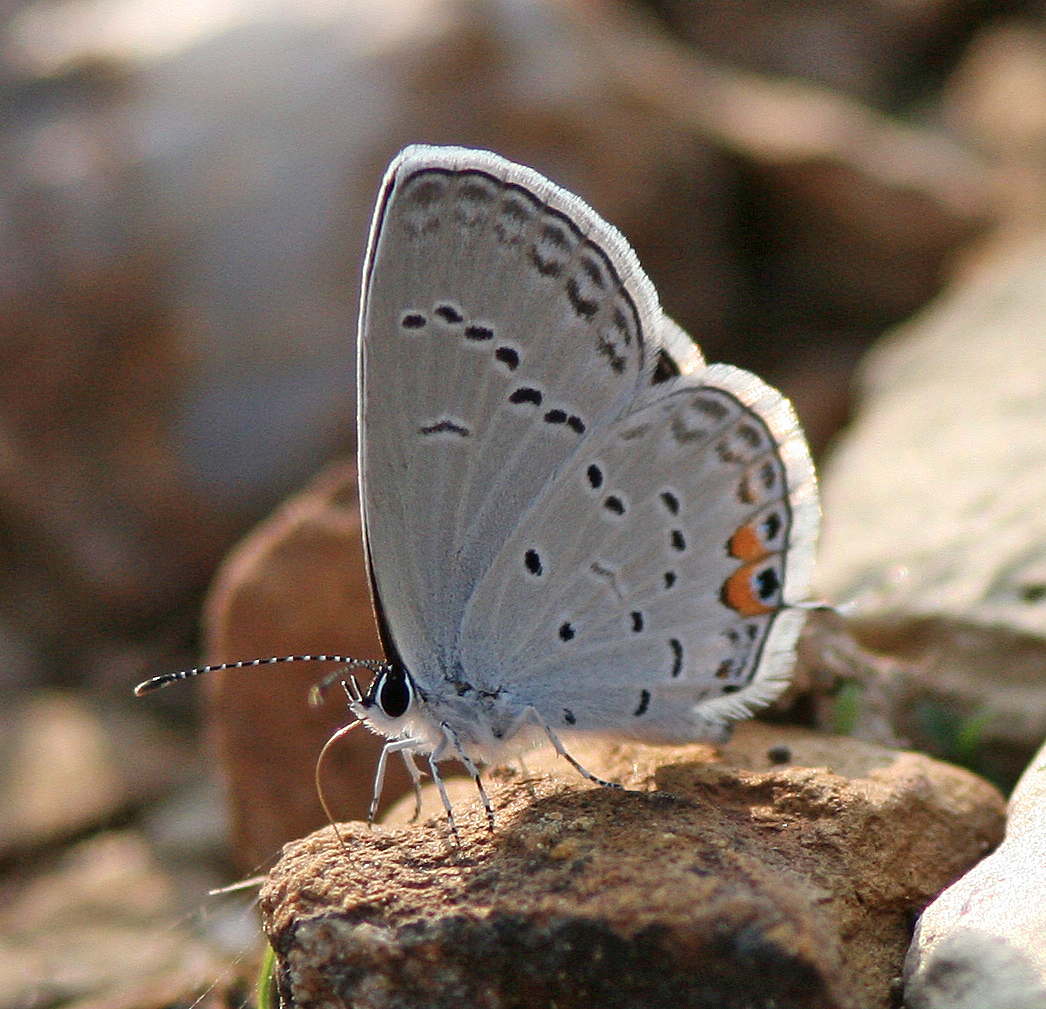 Butterfly pictures genus species - Summer Azure 2