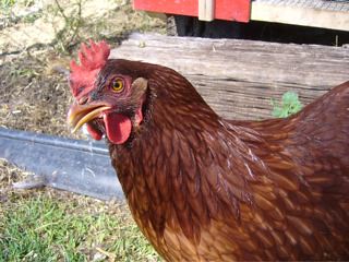 the Rhode Island Red