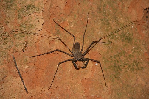 Scorpian Spider