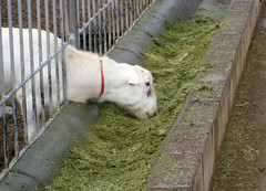 ram eating haylage