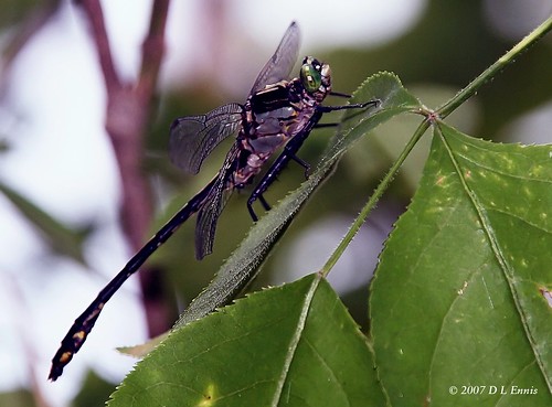 Black Saddlebags Dragonfly/ Female