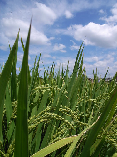 Rice plant under the sky