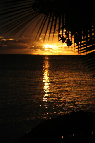 Palm Sunset