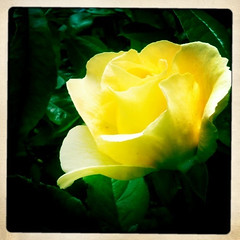 Rosa 'Honey Bouquet'