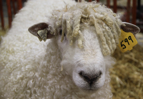 u s  targhee sheep association