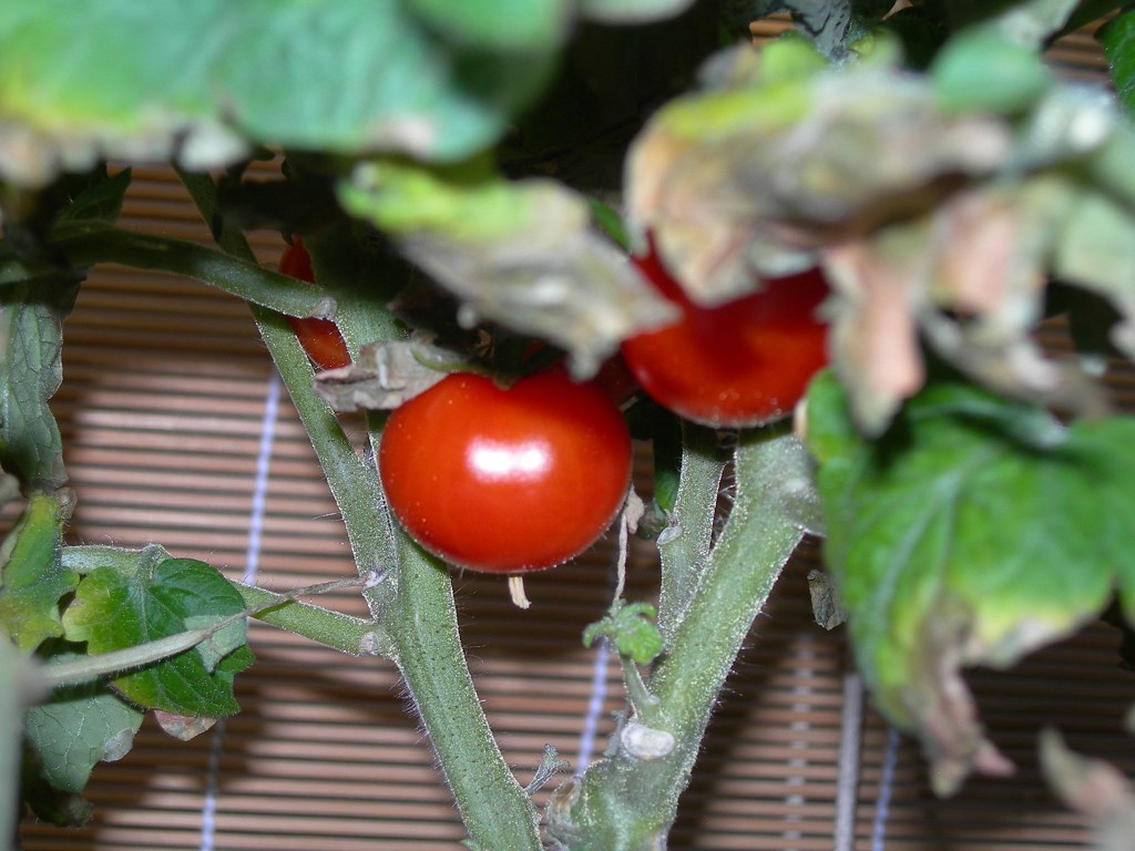 2007-07-31 Tomatoes (2)